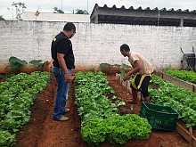 Horticultura em presdios ocupa detentos e incrementa alimentao de entidades sociais